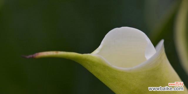 绽放青春 海芋花语-寓意花开如画，生命之美