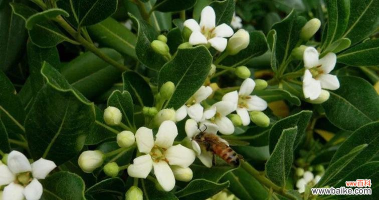 一颗坚韧生命的象征——海桐树 海桐树的寓意与启示