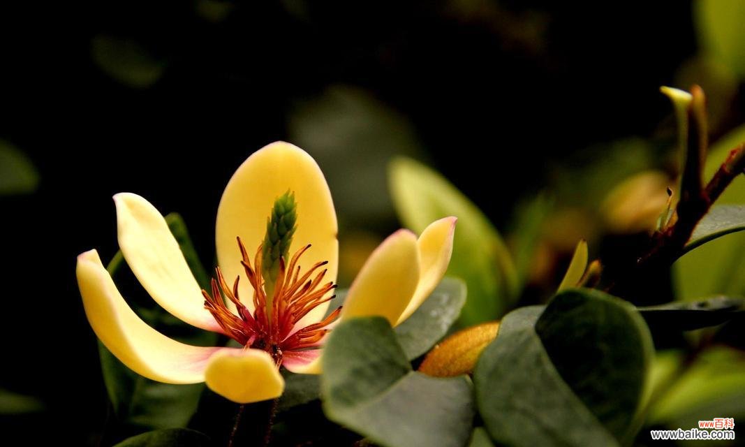 以笑容为语言 含笑花