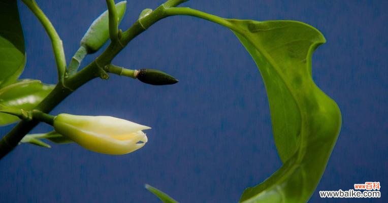 发掘美丽的微笑花朵 含笑花花语
