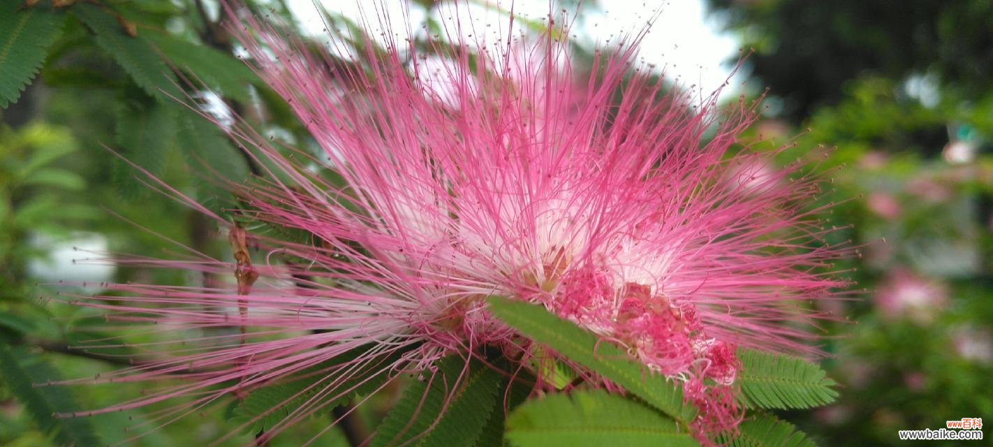 以合欢花为象征的和谐与宽容精神 合欢花的代表寓意及其美丽的含义