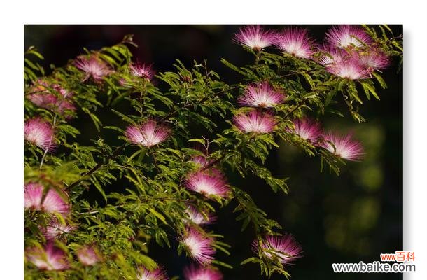 以合欢花为纽带 合欢花