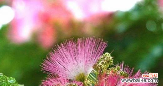 以合欢花为纽带 合欢花