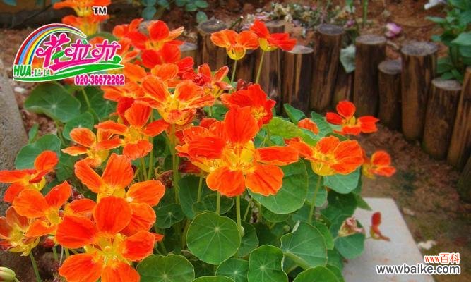 探寻旱金莲的花语与美丽之源 旱金莲花语的美丽与寓意