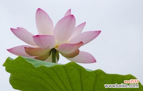 探寻荷花的隐含哲理与美学价值 荷花的象征意义与寓意