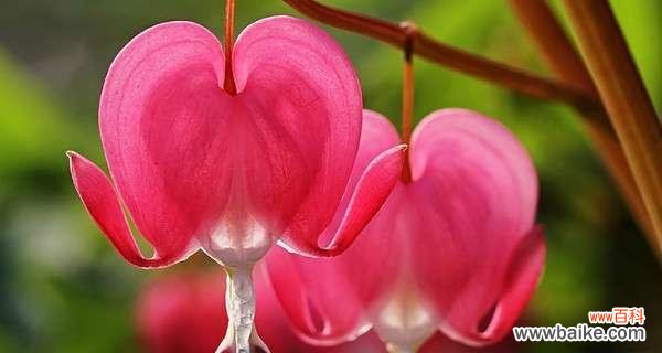 解读荷包牡丹的神秘与美丽 荷包牡丹的花语与象征意义