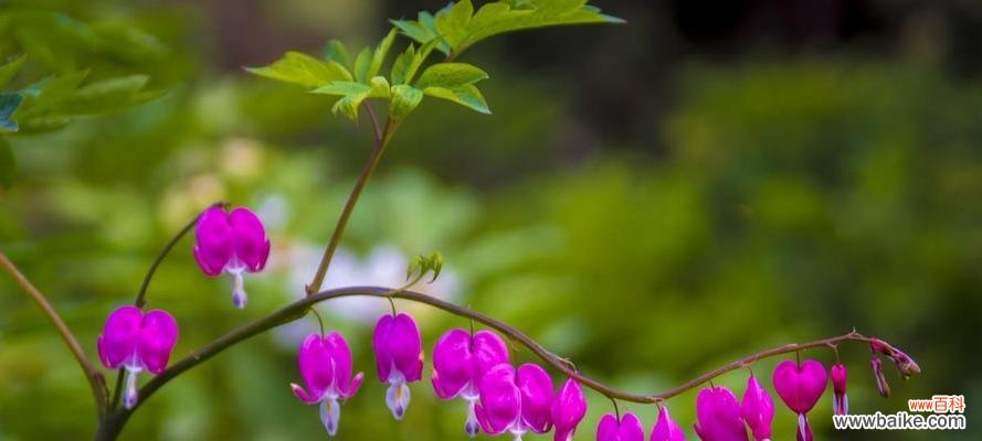 解读荷包牡丹的神秘与美丽 荷包牡丹的花语与象征意义