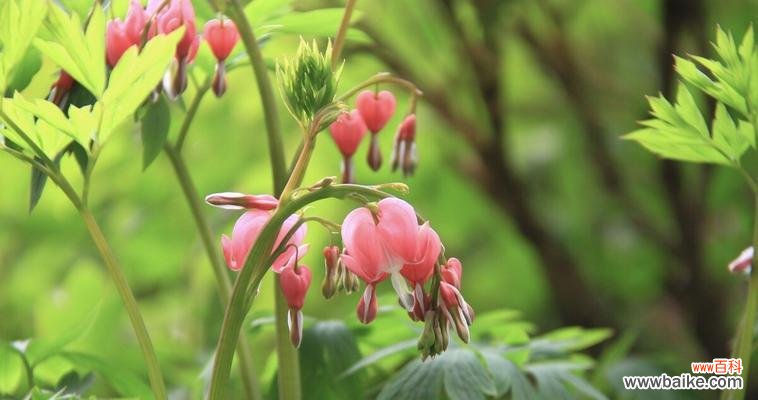 解读荷包牡丹的神秘与美丽 荷包牡丹的花语与象征意义