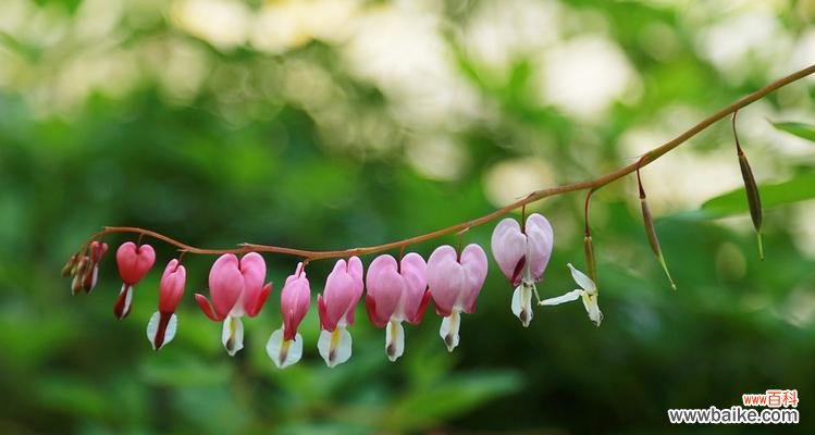 探寻荷包牡丹的花语和寓意 荷包牡丹