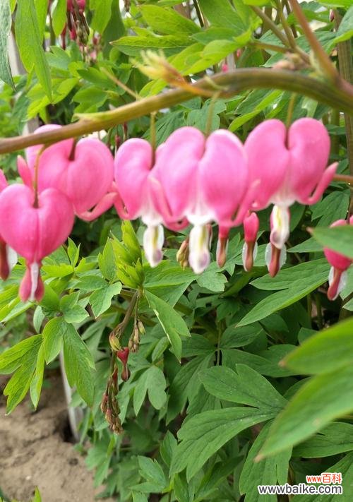 探寻荷包牡丹的花语和寓意 荷包牡丹