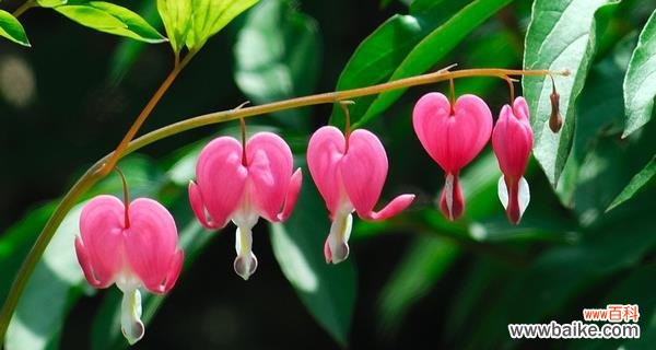 探寻荷包牡丹的花语和寓意 荷包牡丹