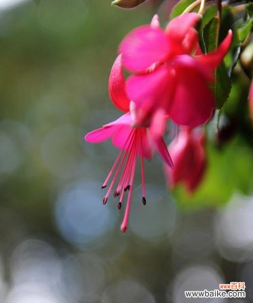 探寻荷包花的花语及其传统象征意义 荷包花的花语与寓意