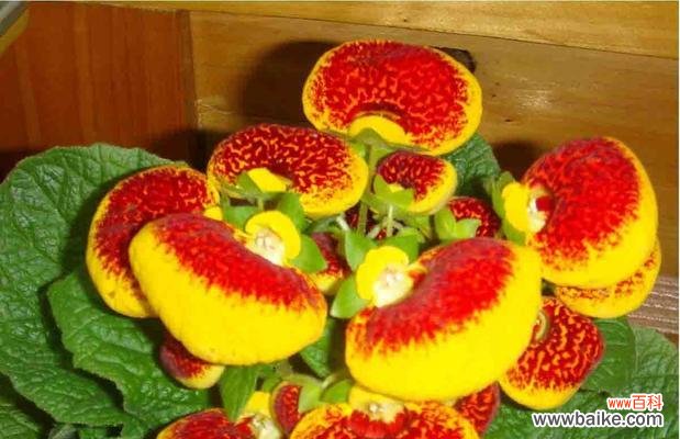 探寻荷包花的花语及其传统象征意义 荷包花的花语与寓意