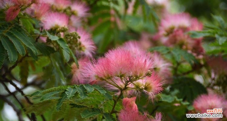 合欢花的寓意 合欢花