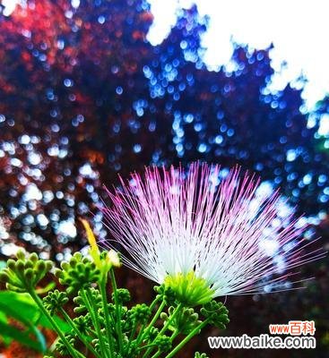 合欢花的寓意 合欢花