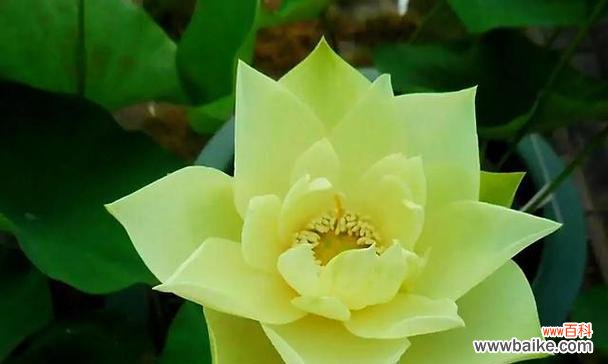 探寻荷花的独特特点及其深层寓意 荷花的美丽与象征意义