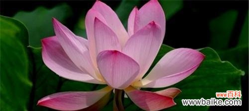 探寻荷花的独特特点及其深层寓意 荷花的美丽与象征意义