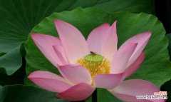 唤醒内心深处的力量 荷花的花语