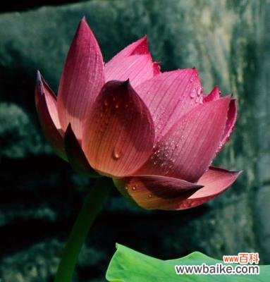 荷花的卓越美学魅力与哲学智慧 荷花的象征意义