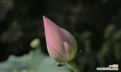 荷花的卓越美学魅力与哲学智慧 荷花的象征意义