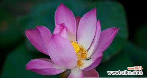 探秘荷花的柔美与坚韧 粉色荷花的花语和寓意