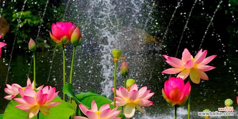 荷花的美丽与深邃——探寻其独特的象征性 荷花的含义与象征意义