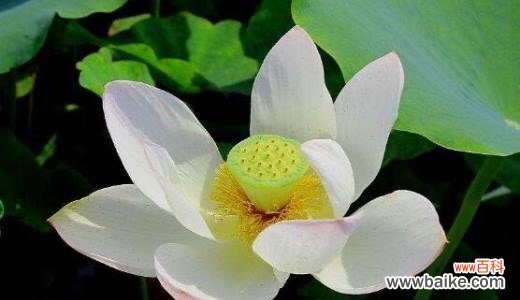 荷花的美丽与深邃——探寻其独特的象征性 荷花的含义与象征意义