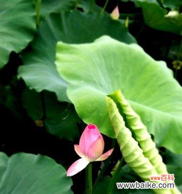 探寻荷花的内在寓意与美学价值 荷花花语的象征意义