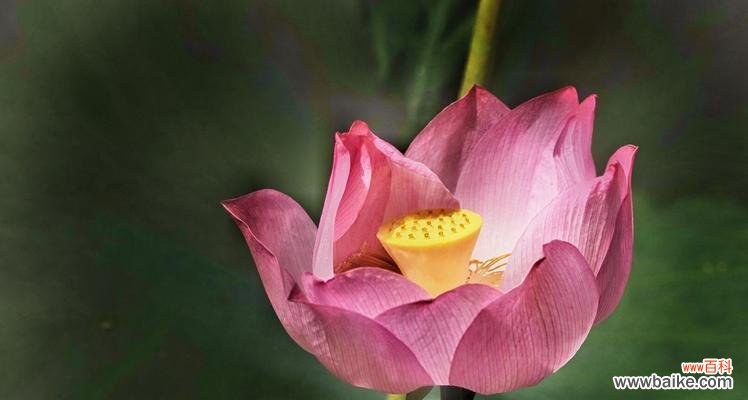 红色荷花的美丽与神秘 红色荷花的花语与象征意义