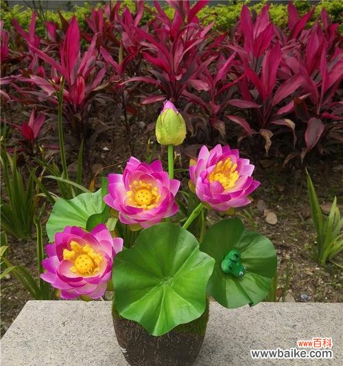 追寻宁静之美一朵花的修行 荷花的寓意与传承