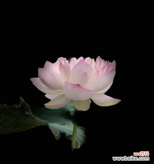 追寻宁静之美一朵花的修行 荷花的寓意与传承