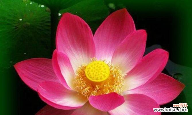 荷花品质的象征与启示 以荷花象征着高尚品质的人