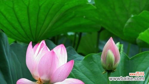 荷花品质的象征与启示 以荷花象征着高尚品质的人