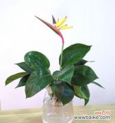 在逆境中绽放的生命之花 鹤望兰花语