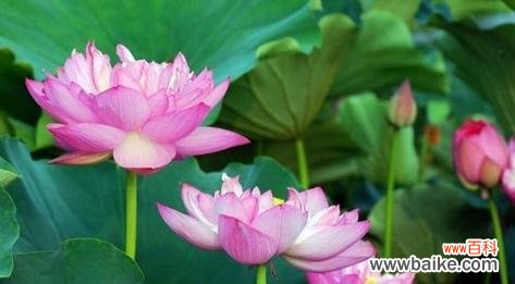 探寻荷花的美与哲理 荷花的象征意义与内涵