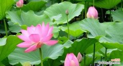荷花 荷花之美