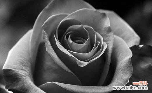 黑玫瑰花语的浪漫寓意与神秘之谜 黑玫瑰花语传递的深情与神秘