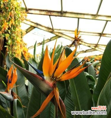 追求卓越的理想 以鹤望兰——品德高尚的象征