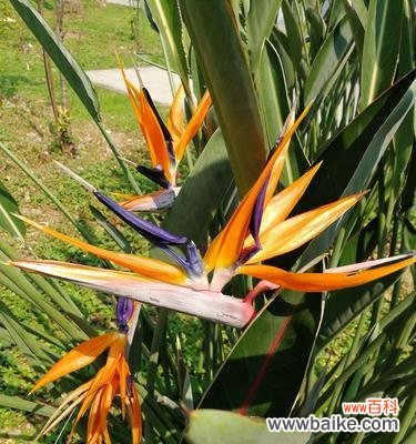 追求卓越的理想 以鹤望兰——品德高尚的象征