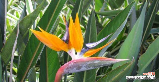 寓意高雅 鹤望兰花，寄托深情