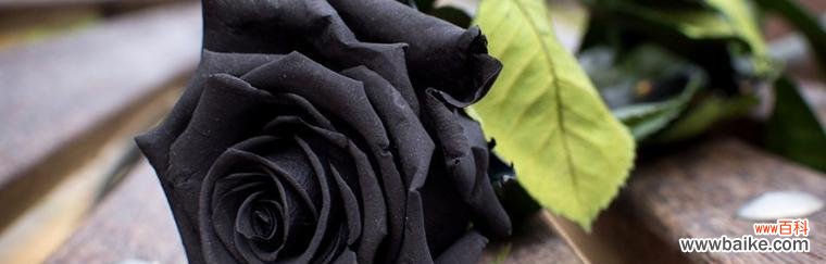 用黑玫瑰花语传达你的情感 黑玫瑰花语的赠送对象选择