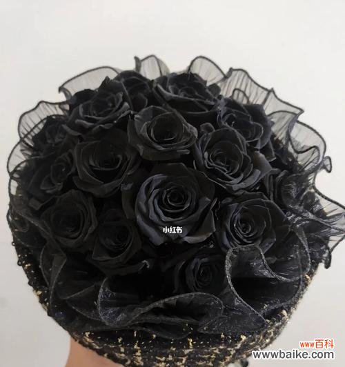 浪漫 黑玫瑰花语