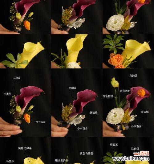 神秘与力量 黑色马蹄莲之美——探寻花语与寓意