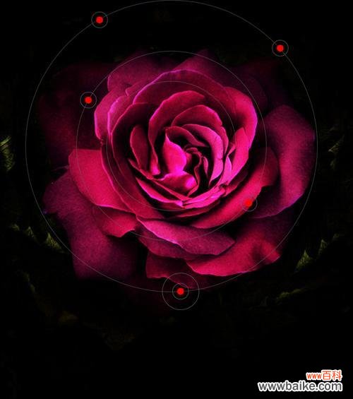 深情沉思的黑色玫瑰 黑色玫瑰花语