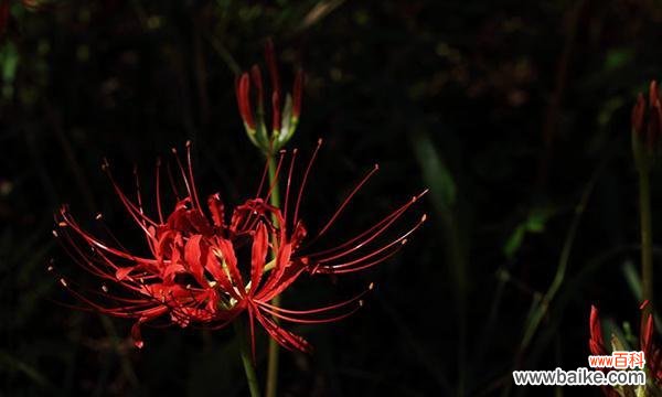 探索黑色彼岸花的神秘诠释与意义 黑色彼岸花