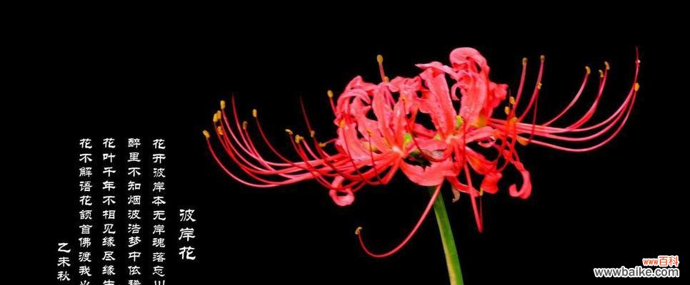 探索黑色彼岸花的神秘诠释与意义 黑色彼岸花