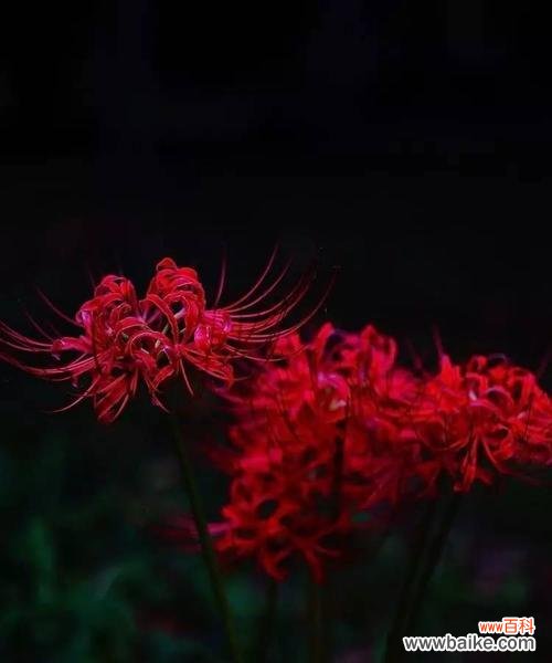 探索黑色彼岸花的神秘诠释与意义 黑色彼岸花