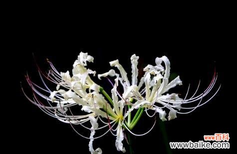 用黑色彼岸花诉说生与死的禅意 黑色彼岸花花语