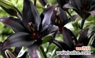 揭秘黑蔷薇的花语与传说 黑蔷薇之谜