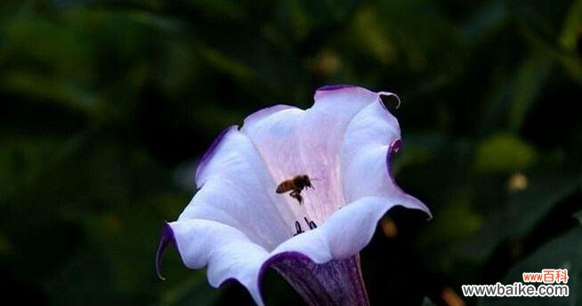 黑色曼陀罗花的美丽与深邃 黑色曼陀罗花语——独特神秘的象征之花